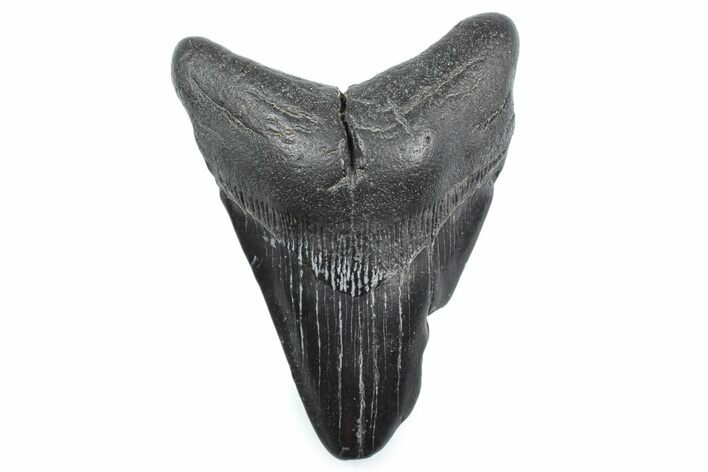 Bargain, Fossil Megalodon Tooth - South Carolina #362579